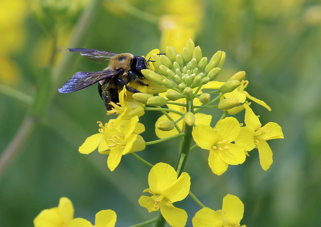 bee pollen canola free photo