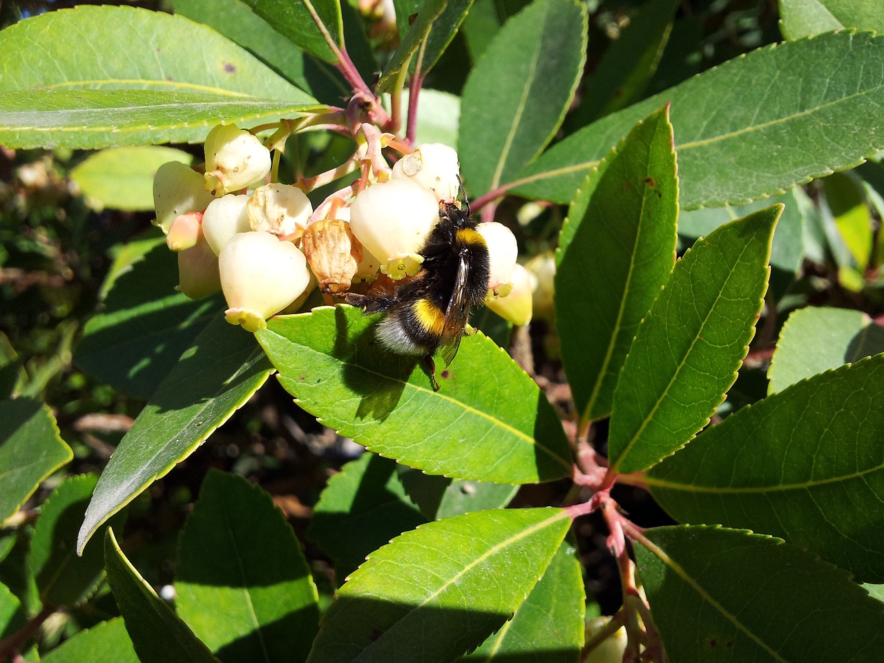 bee flower leaves free photo