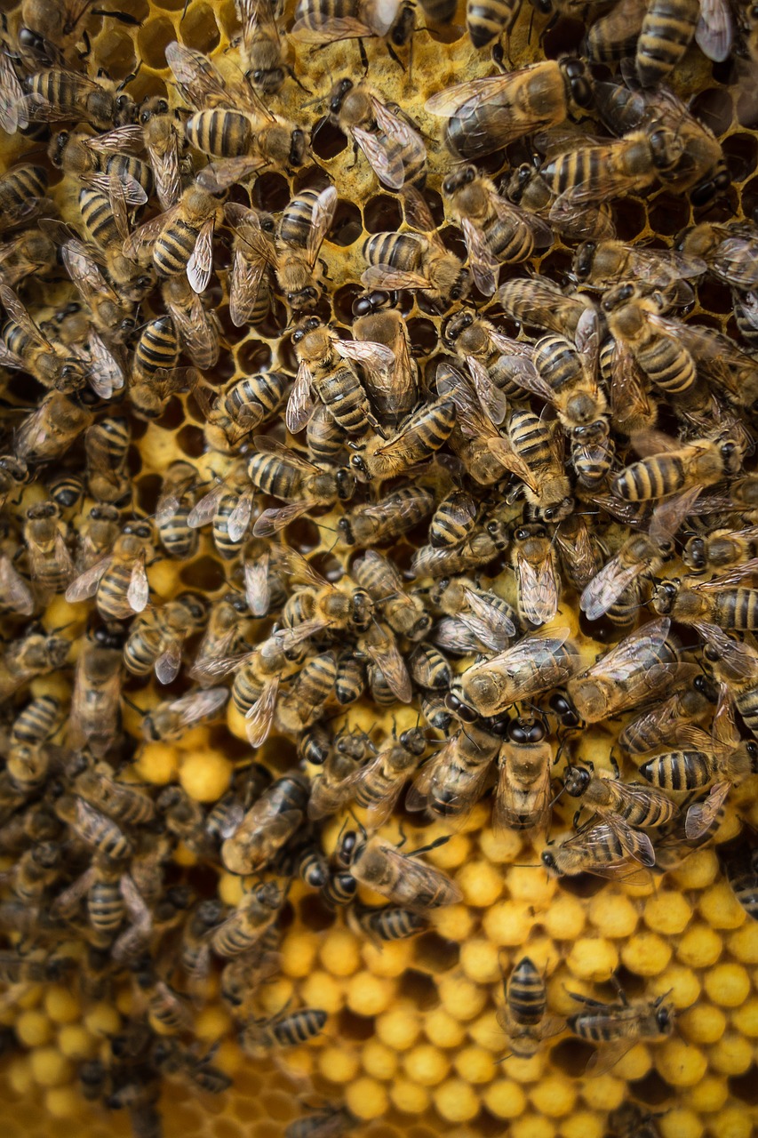 bee wax hive free photo