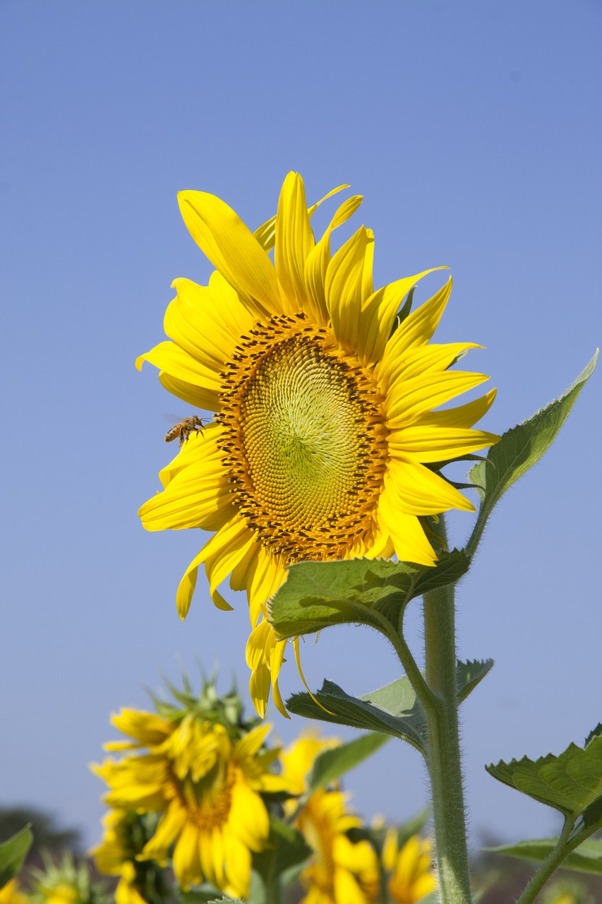 bee blue sky field free photo