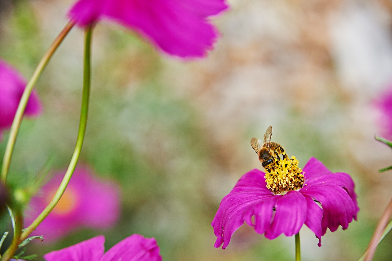 bee flowers purple free photo