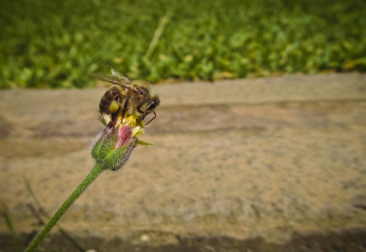 bee bud flower free photo