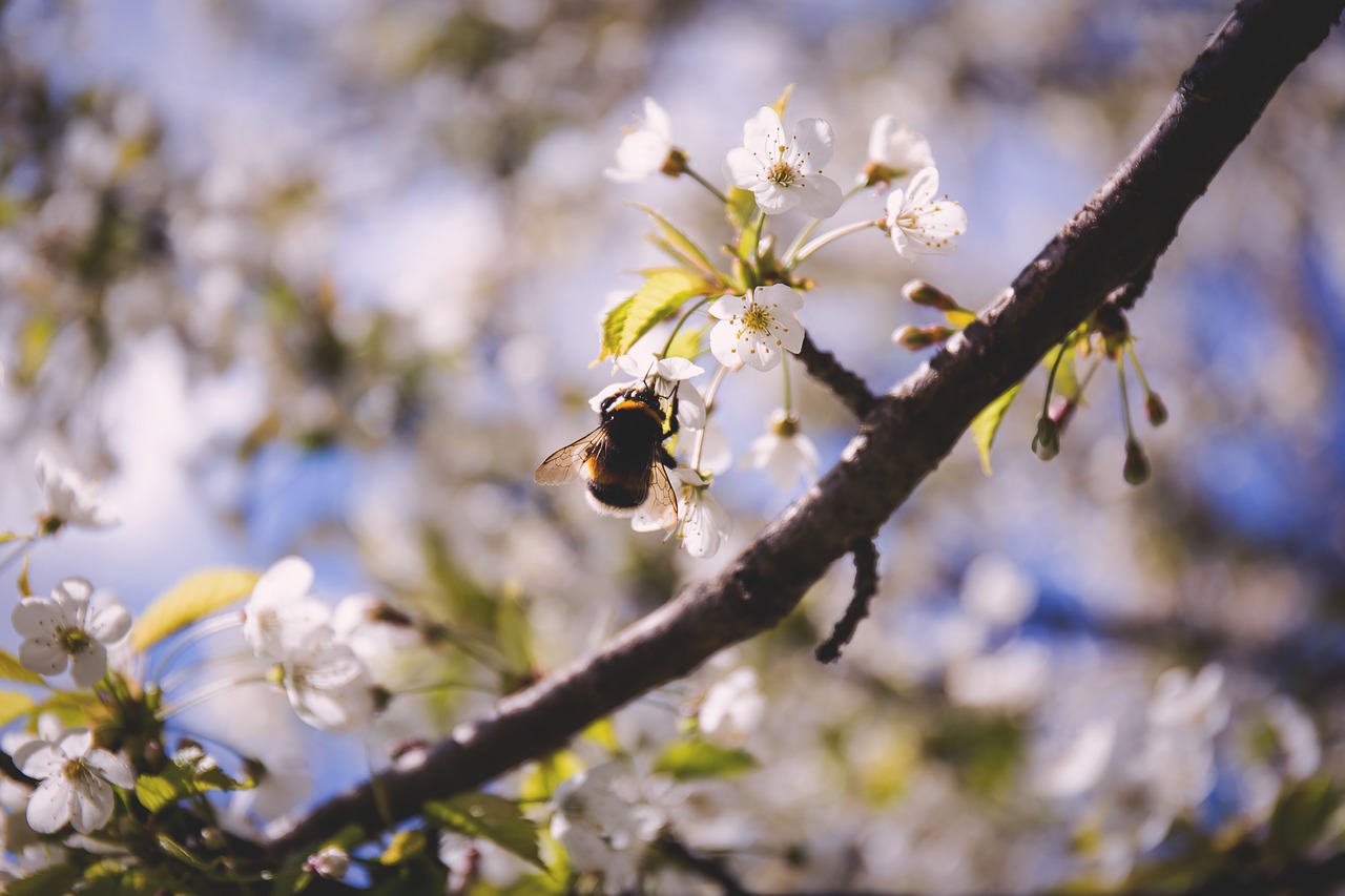 bee blossoms insect free photo