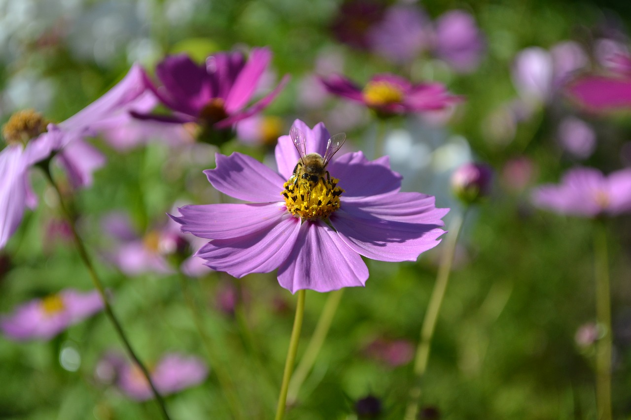 bee bloom blossom free photo