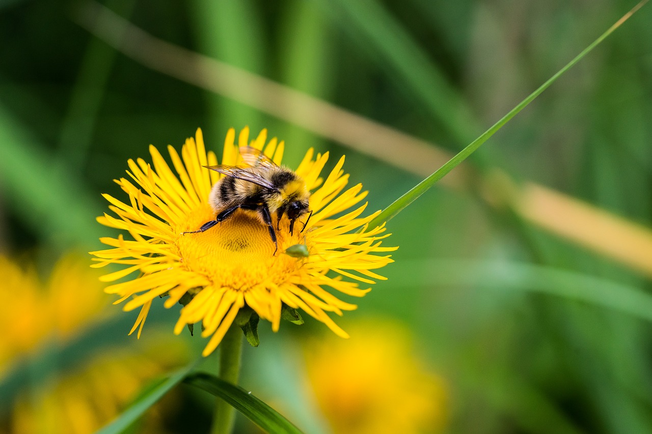 bee bloom blossom free photo