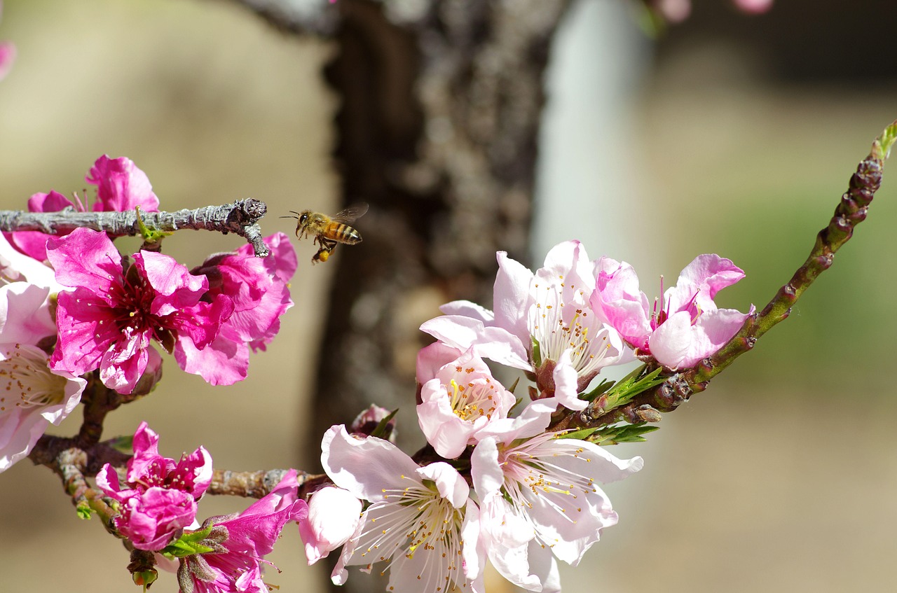 bee bloom blossom free photo