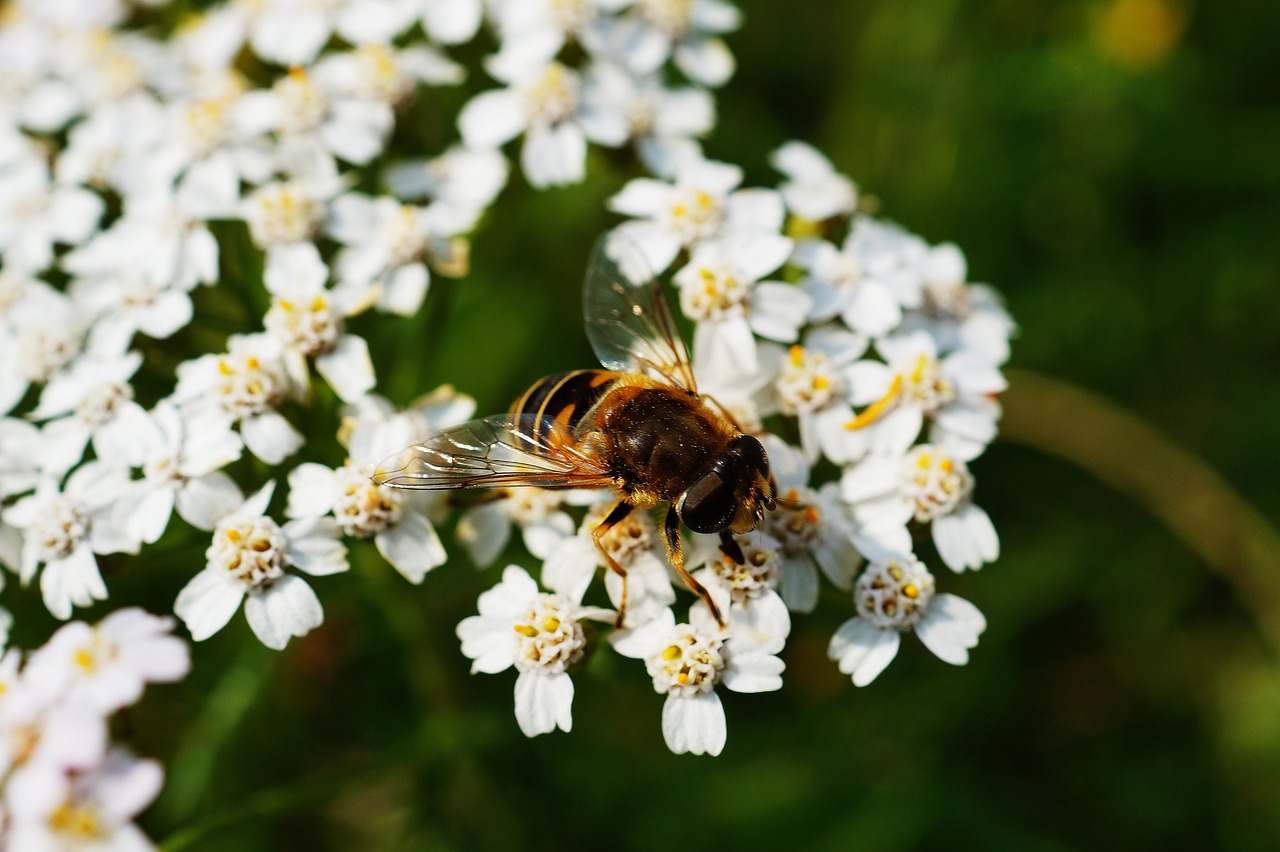 bee bloom blossom free photo