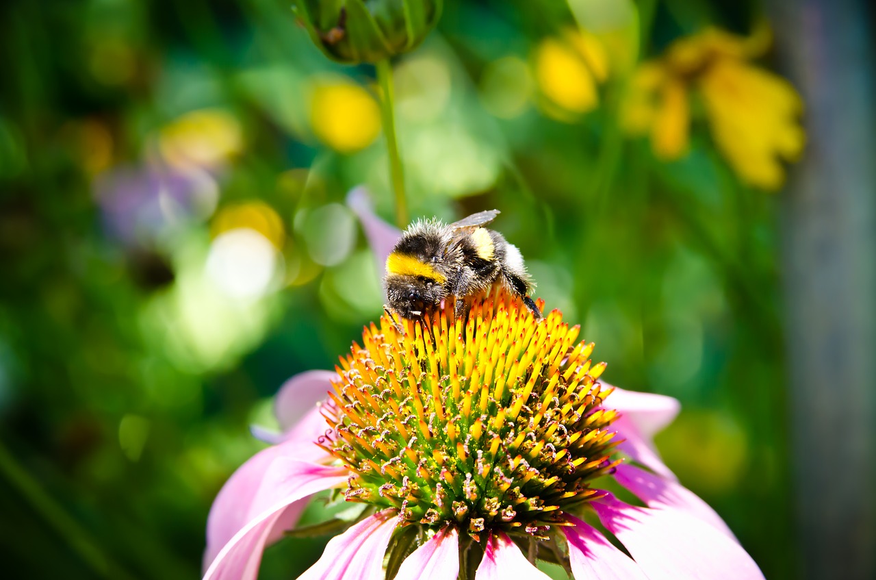 bee bee collection pollen bumblebee free photo