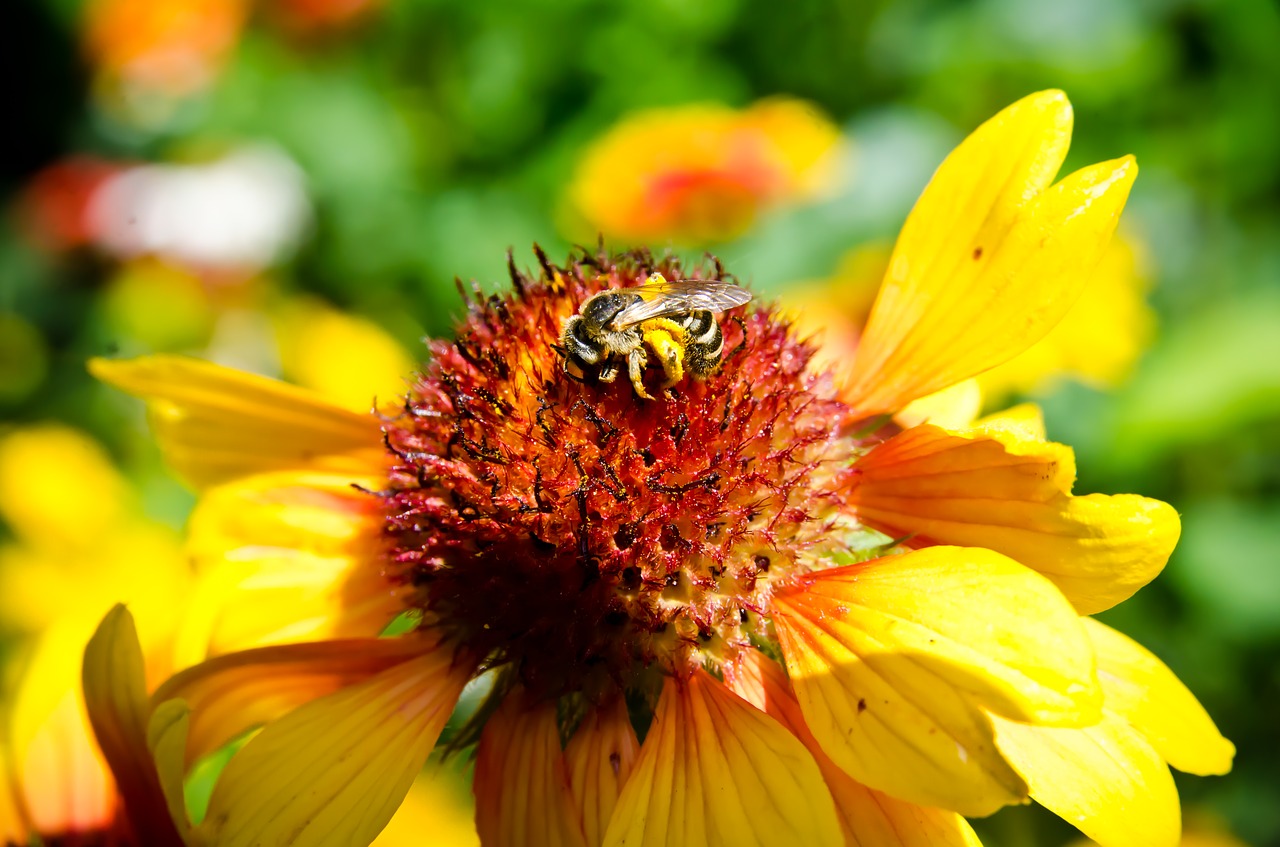 bee bee collectiong pollen bumblebee free photo