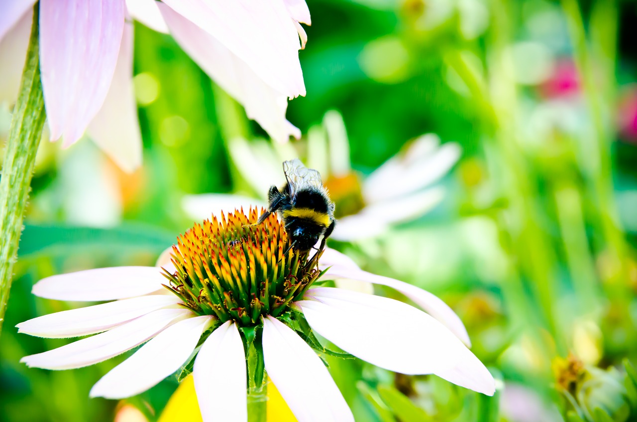 bee bee collectiong pollen bumblebee free photo