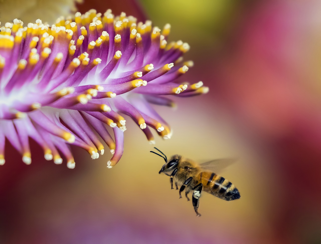 bee blur bumblebee free photo