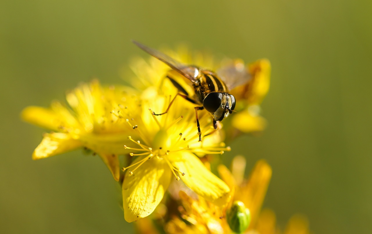 bee bloom blooming free photo