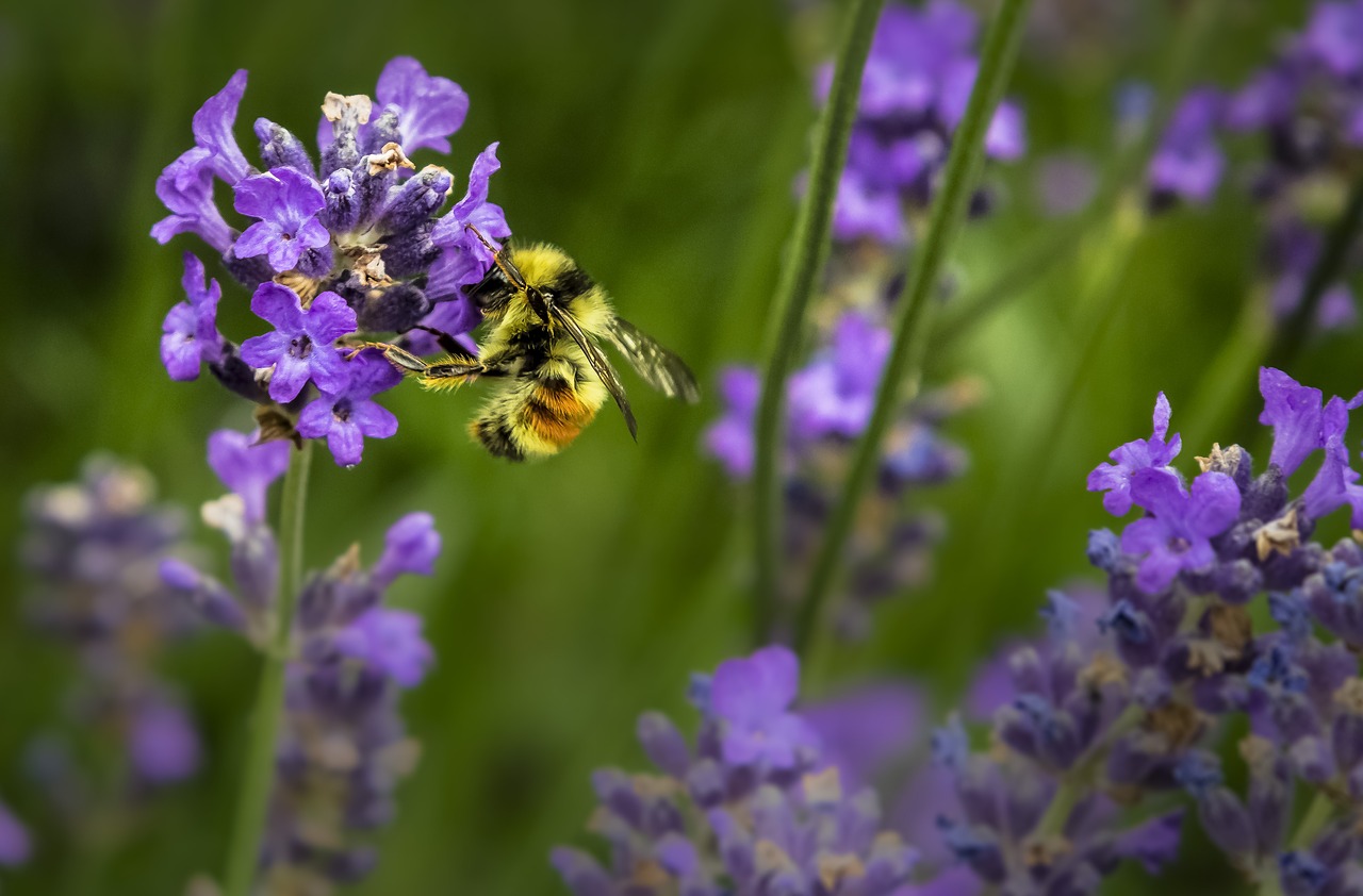 bee bloom blooming free photo