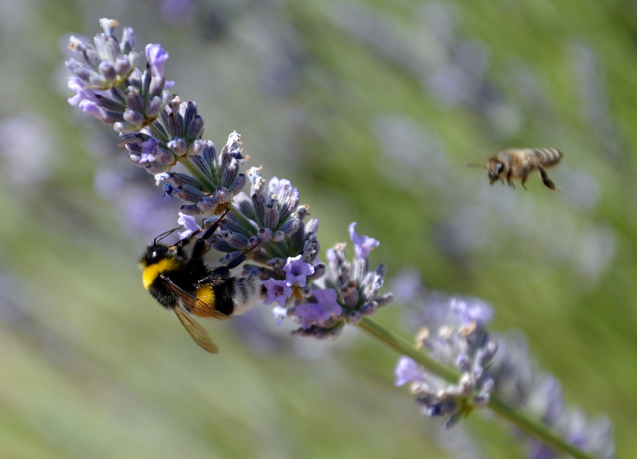 bee lavender nature free photo