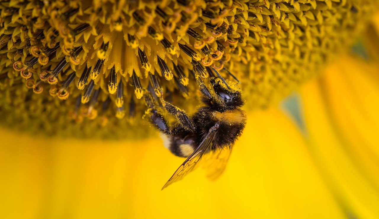 bee insect macro free photo