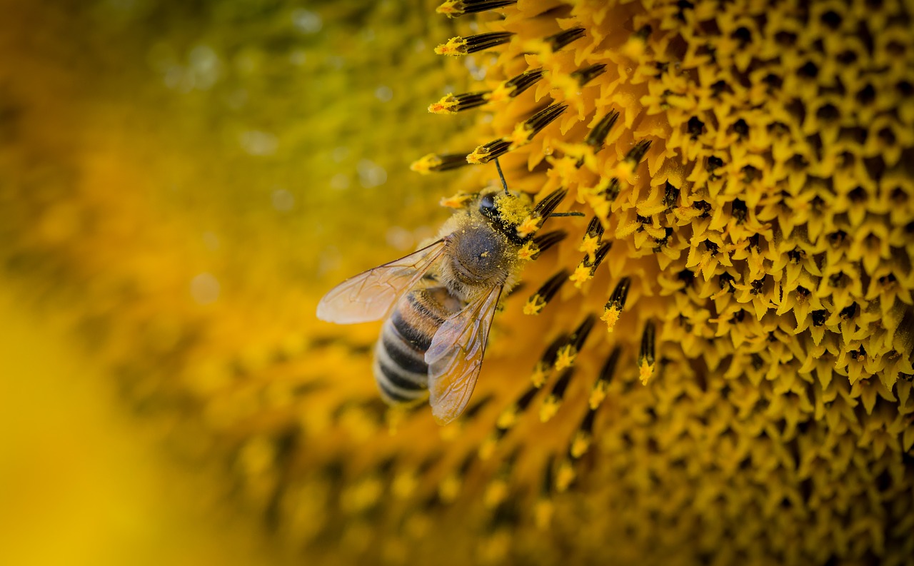 bee macro nature free photo