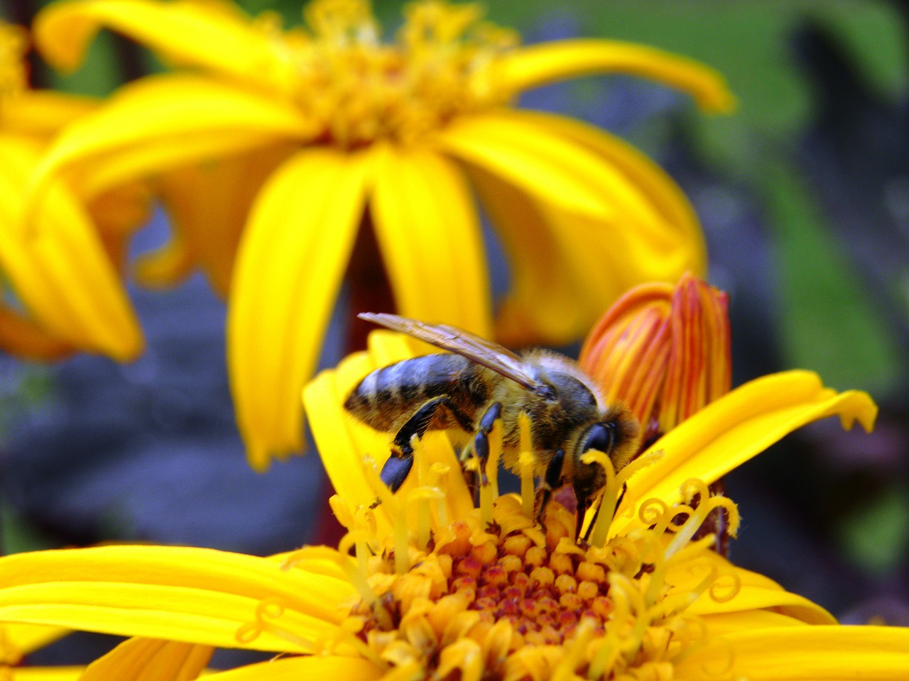 bee flower pollen free photo