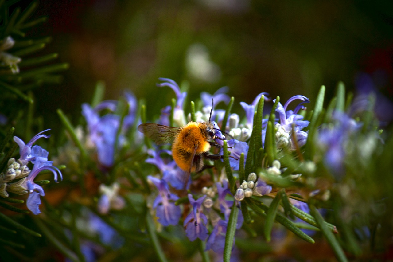 bee nature flowers free photo