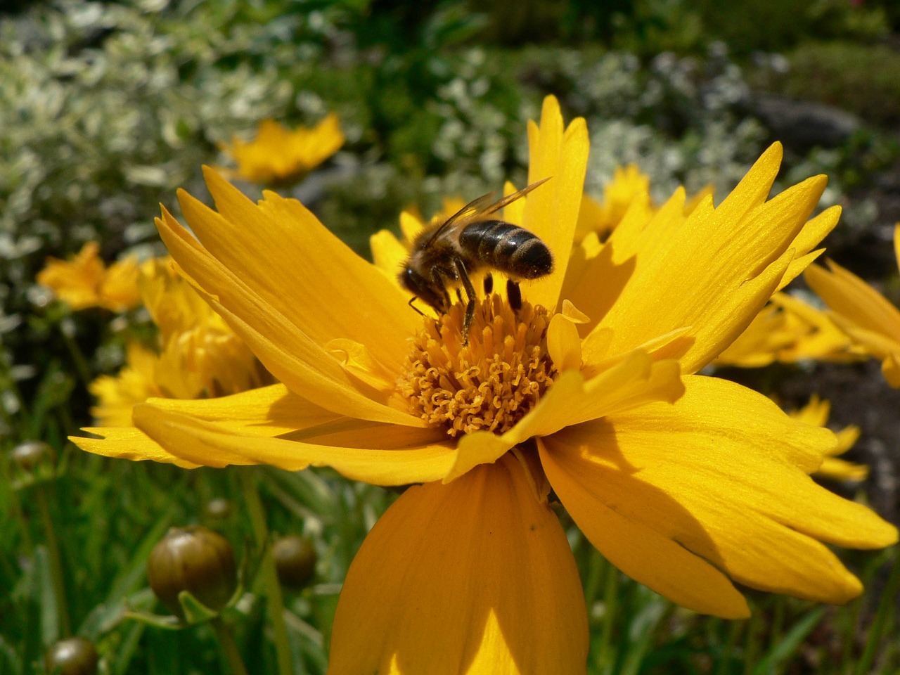 bee pollination insect free photo