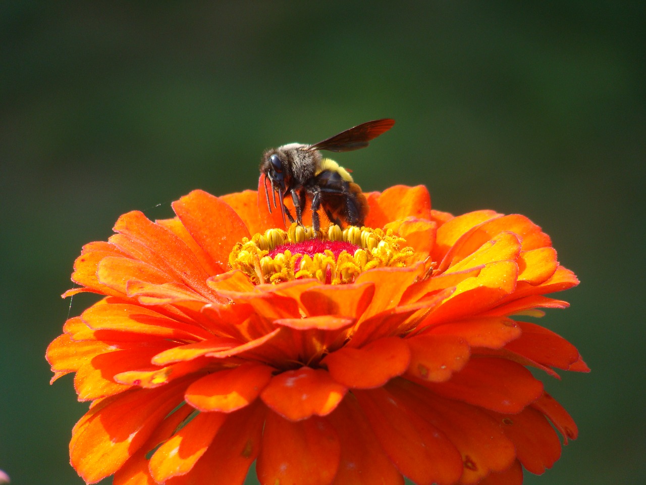 bee flower nature free photo