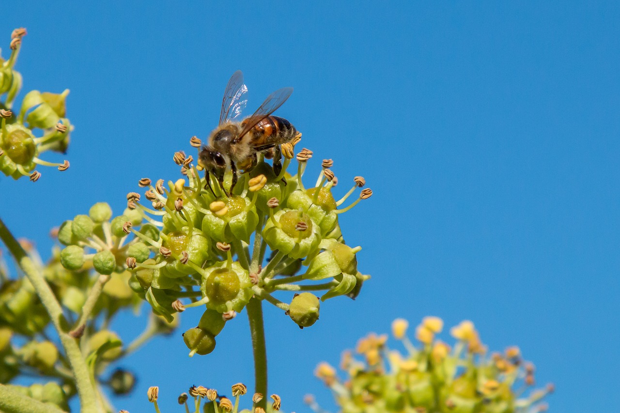 bee nectar honey bee free photo