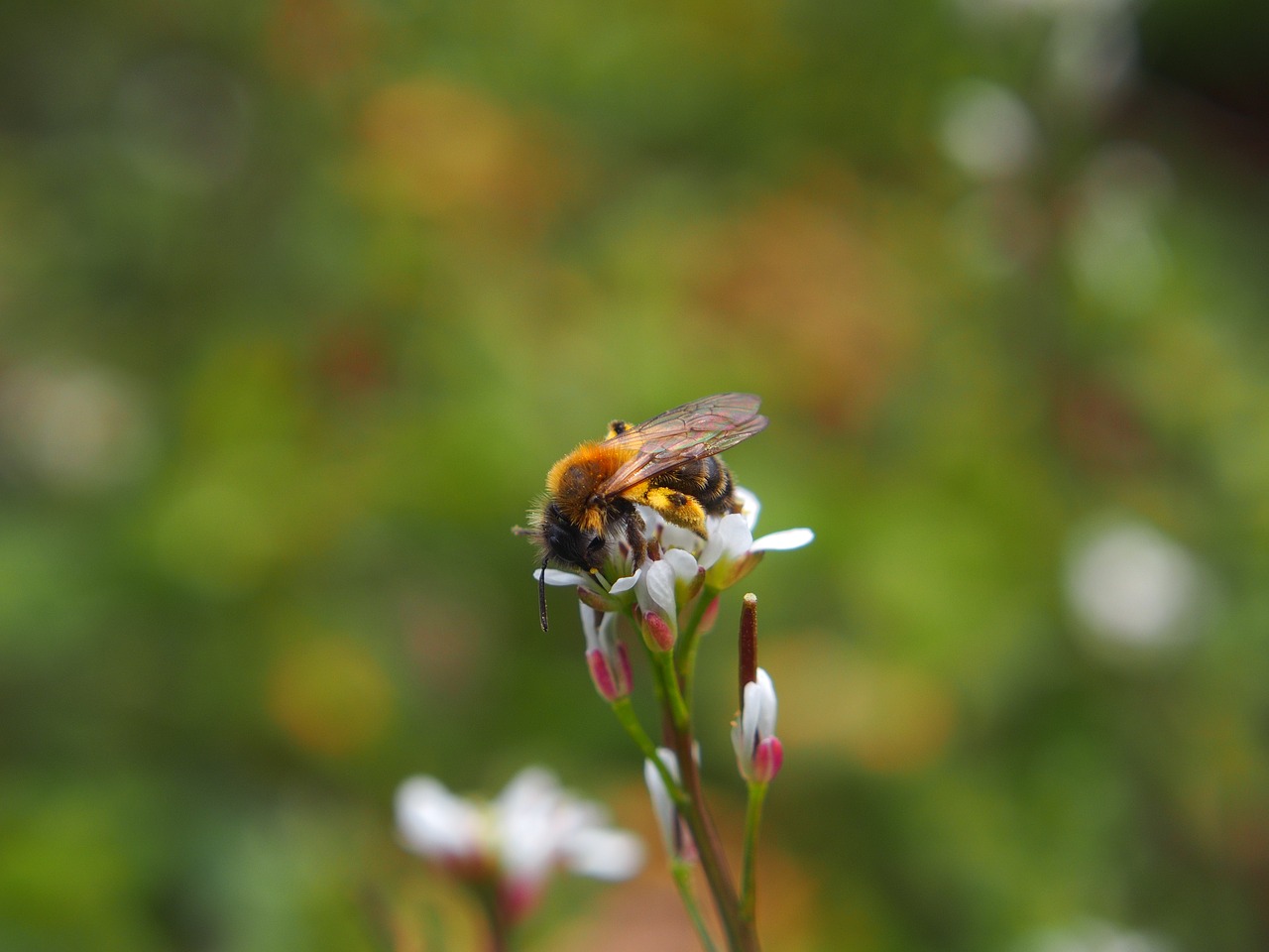 bee blossom bloom free photo