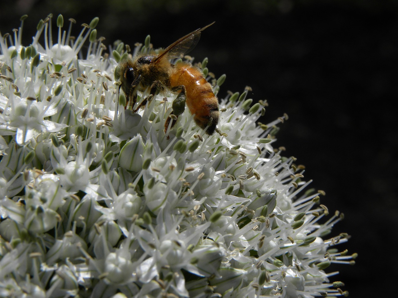 bee flower allium free photo