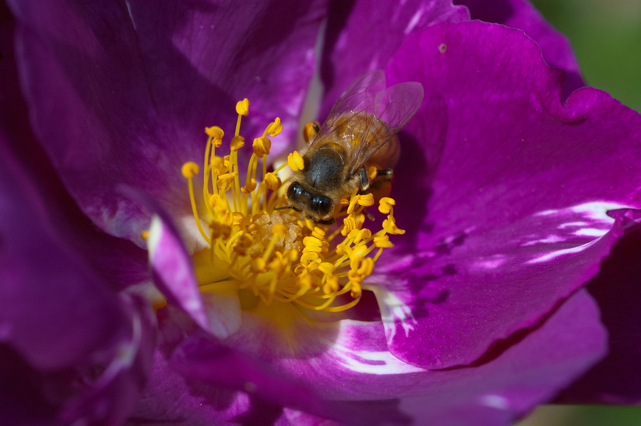 bee flower nature free photo