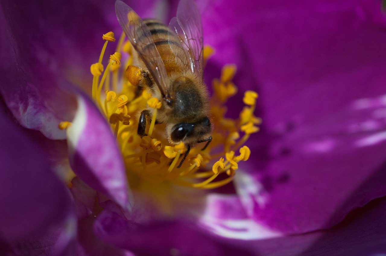 bee flower nature free photo