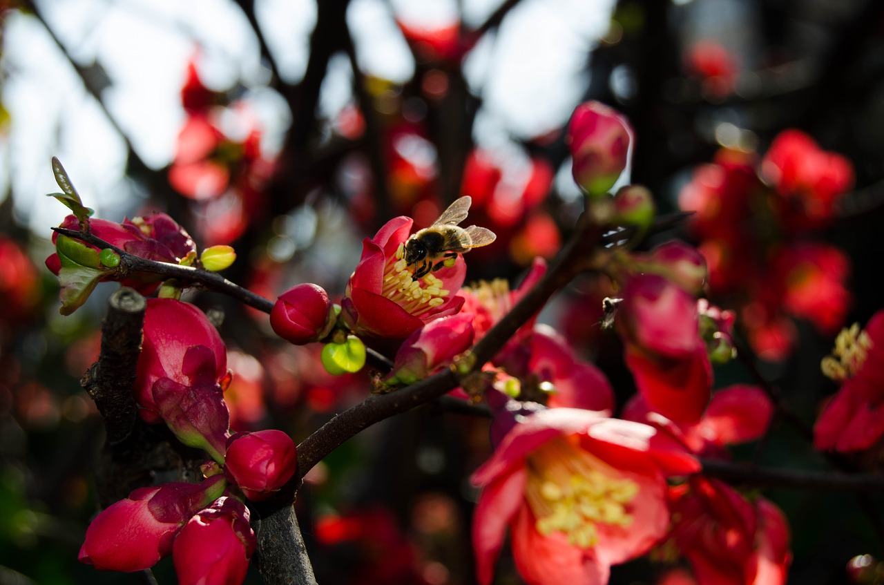 bee flower red free photo