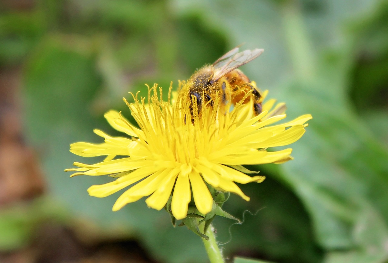 bee honeybee dandelion free photo