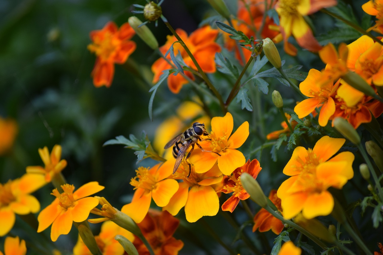 bee flowers nature free photo