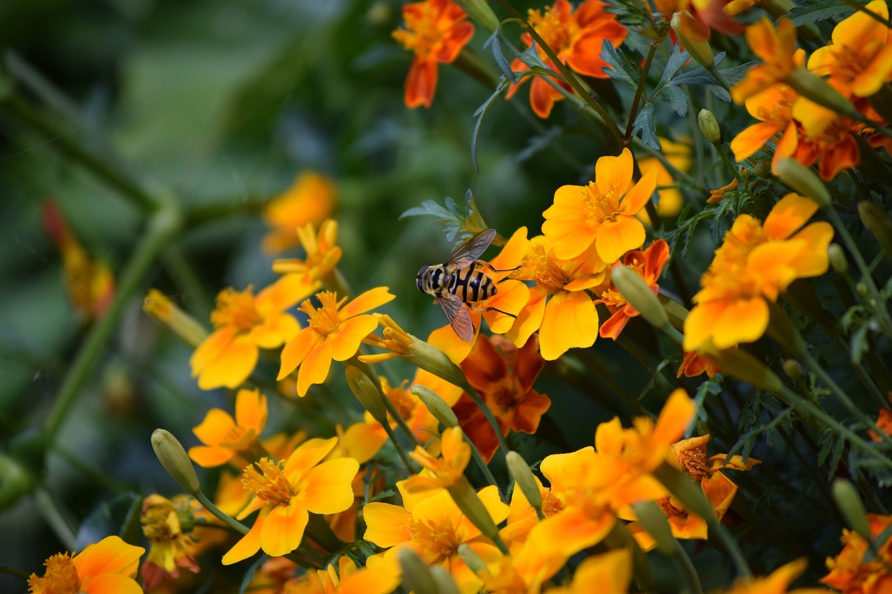 bee flowers nature free photo