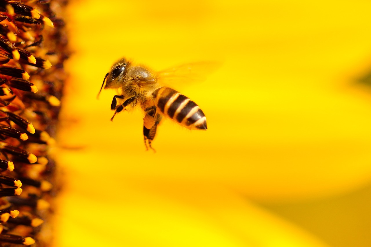 bee insect sun flower free photo