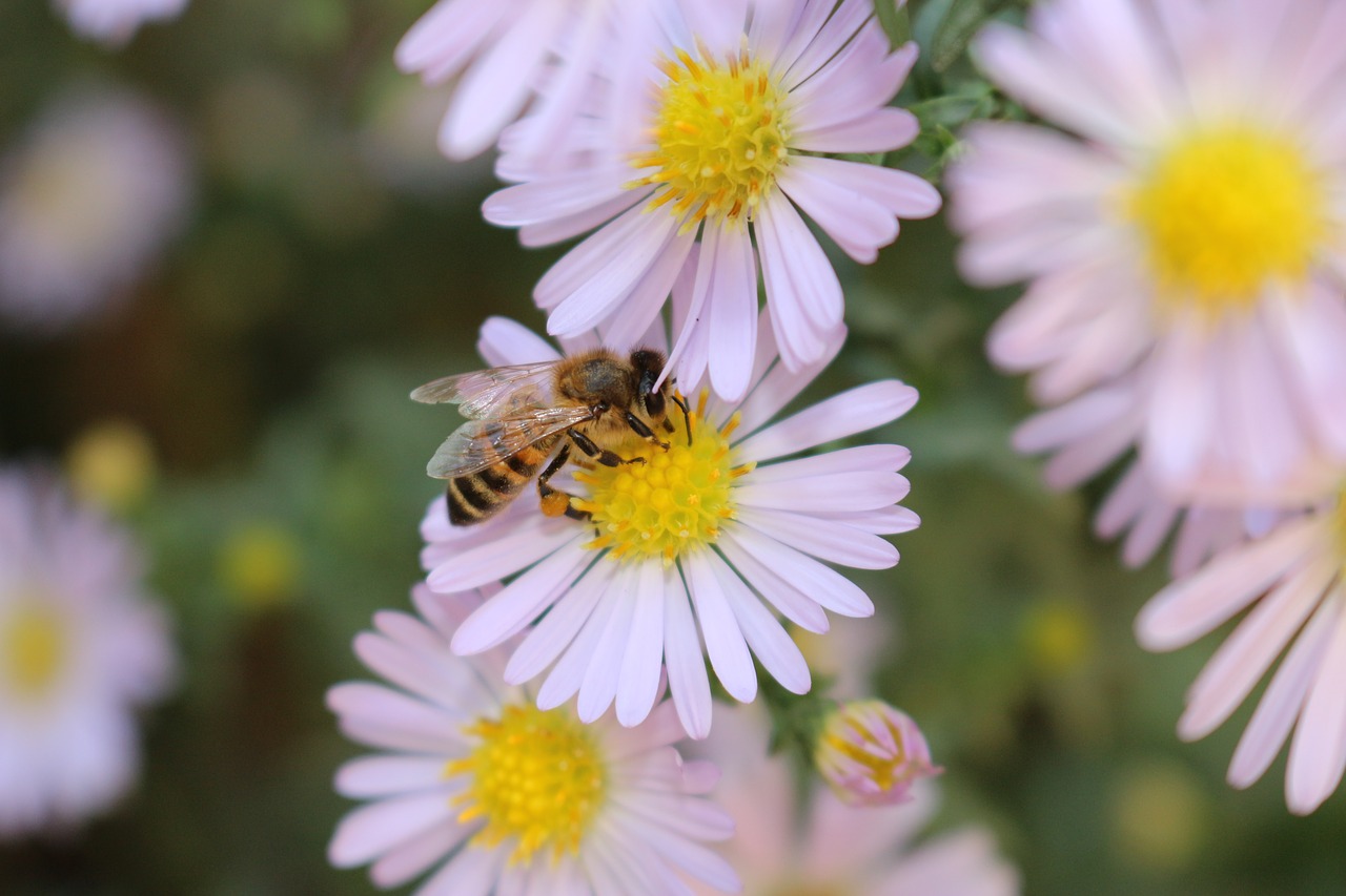 bee flowers nectar free photo