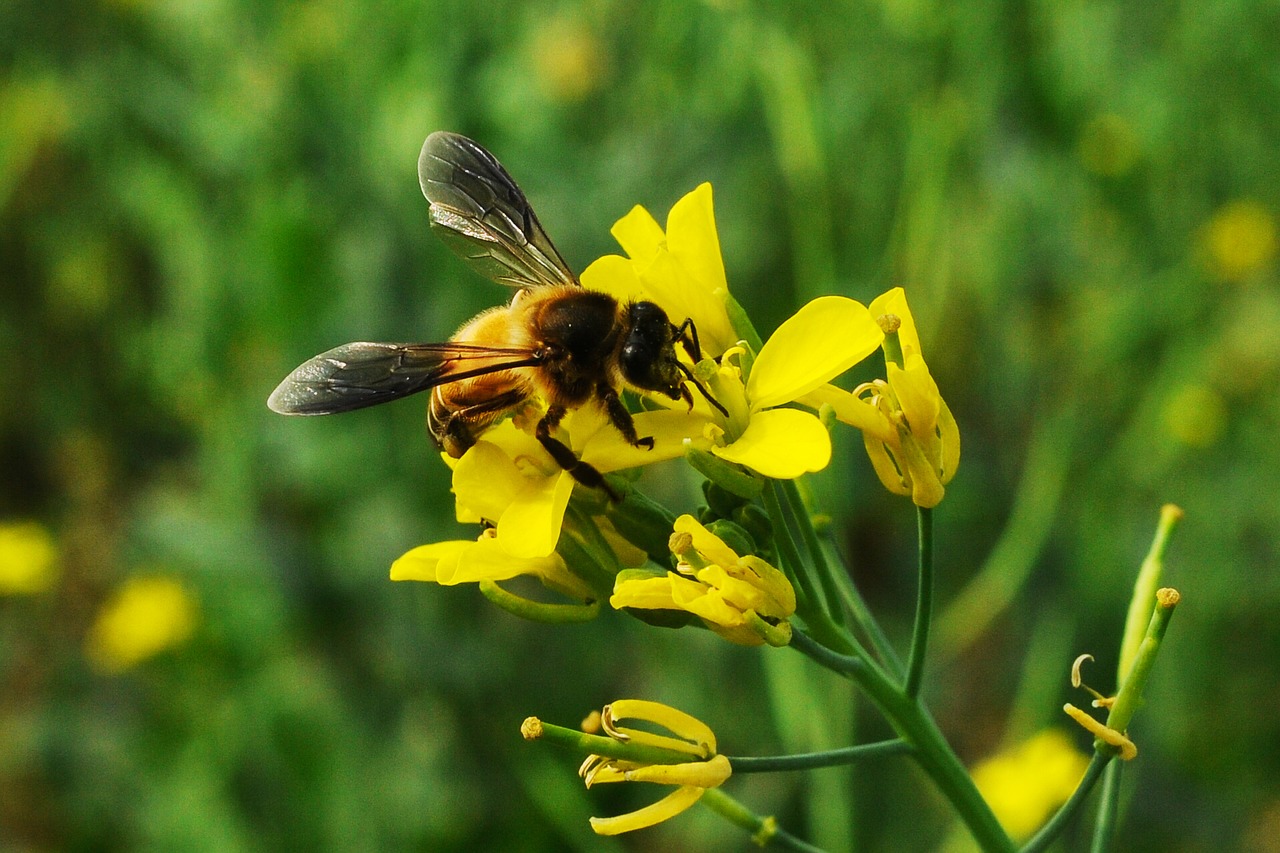 bee insect wing free photo