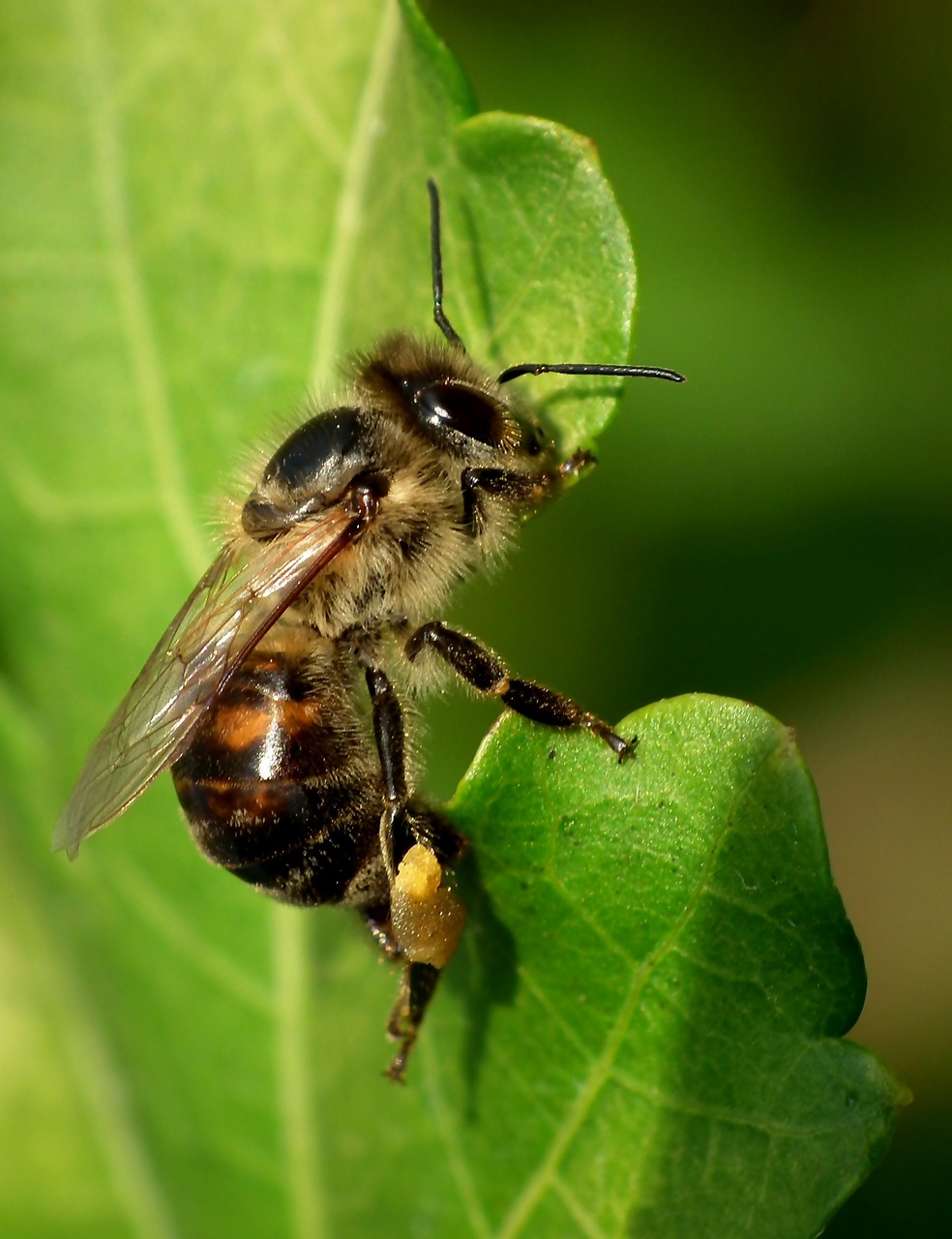 bee forage macro free photo