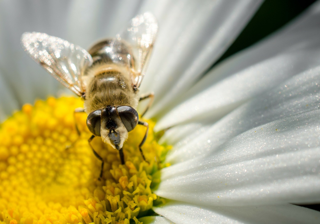 bee macro daisy free photo