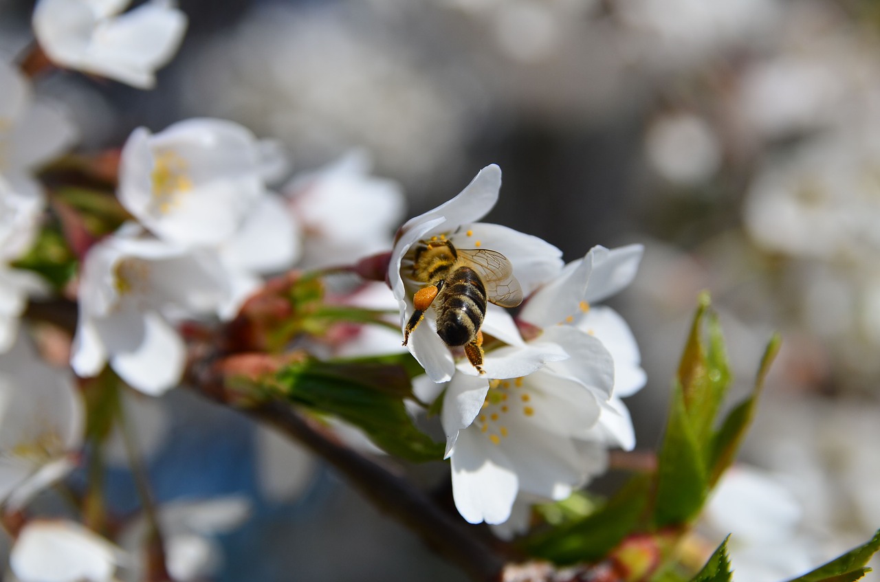 bee cherry blossom free photo