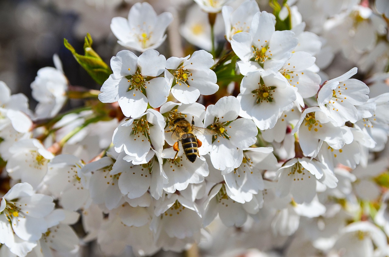 bee cherry spring free photo