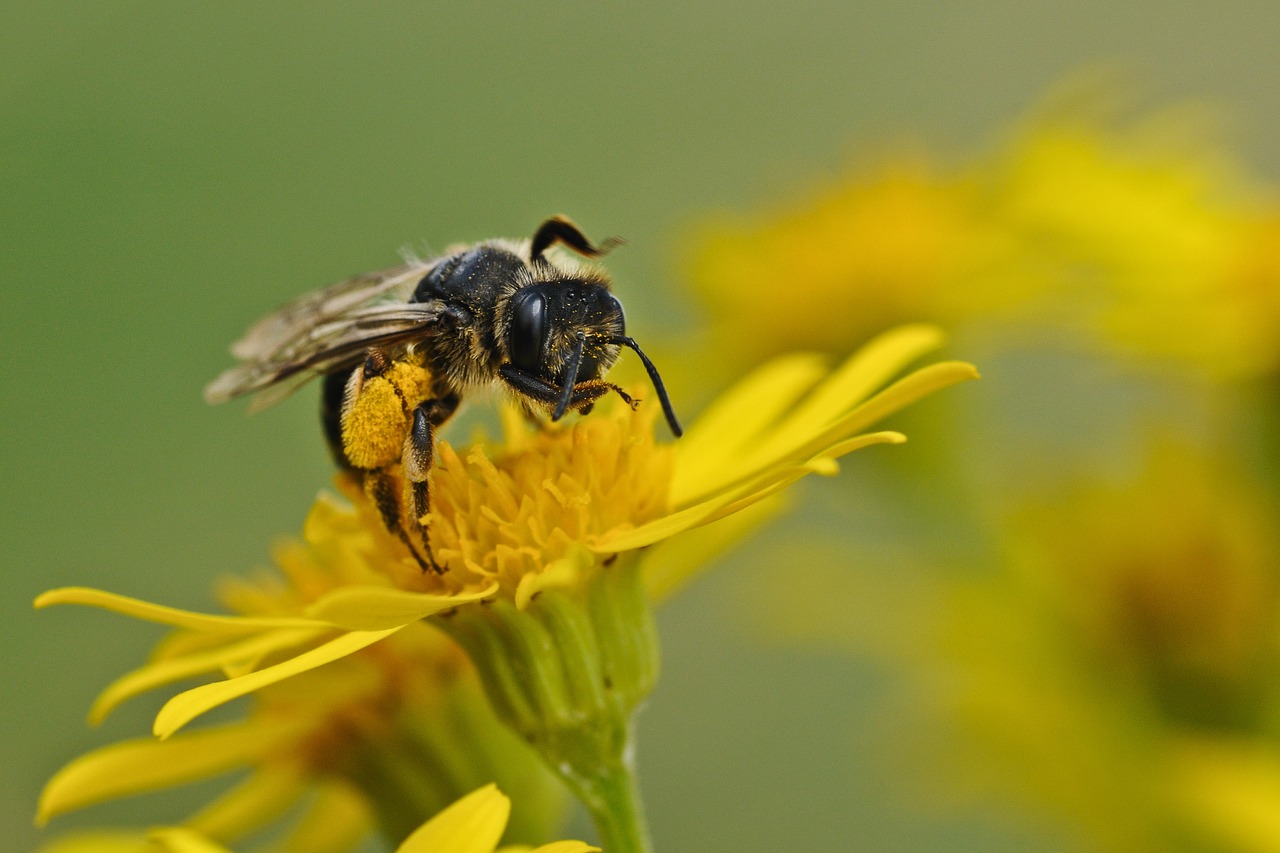 bee insect macro free photo