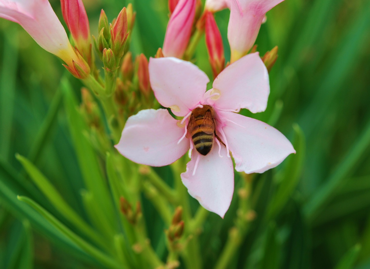 bee pollination spring free photo
