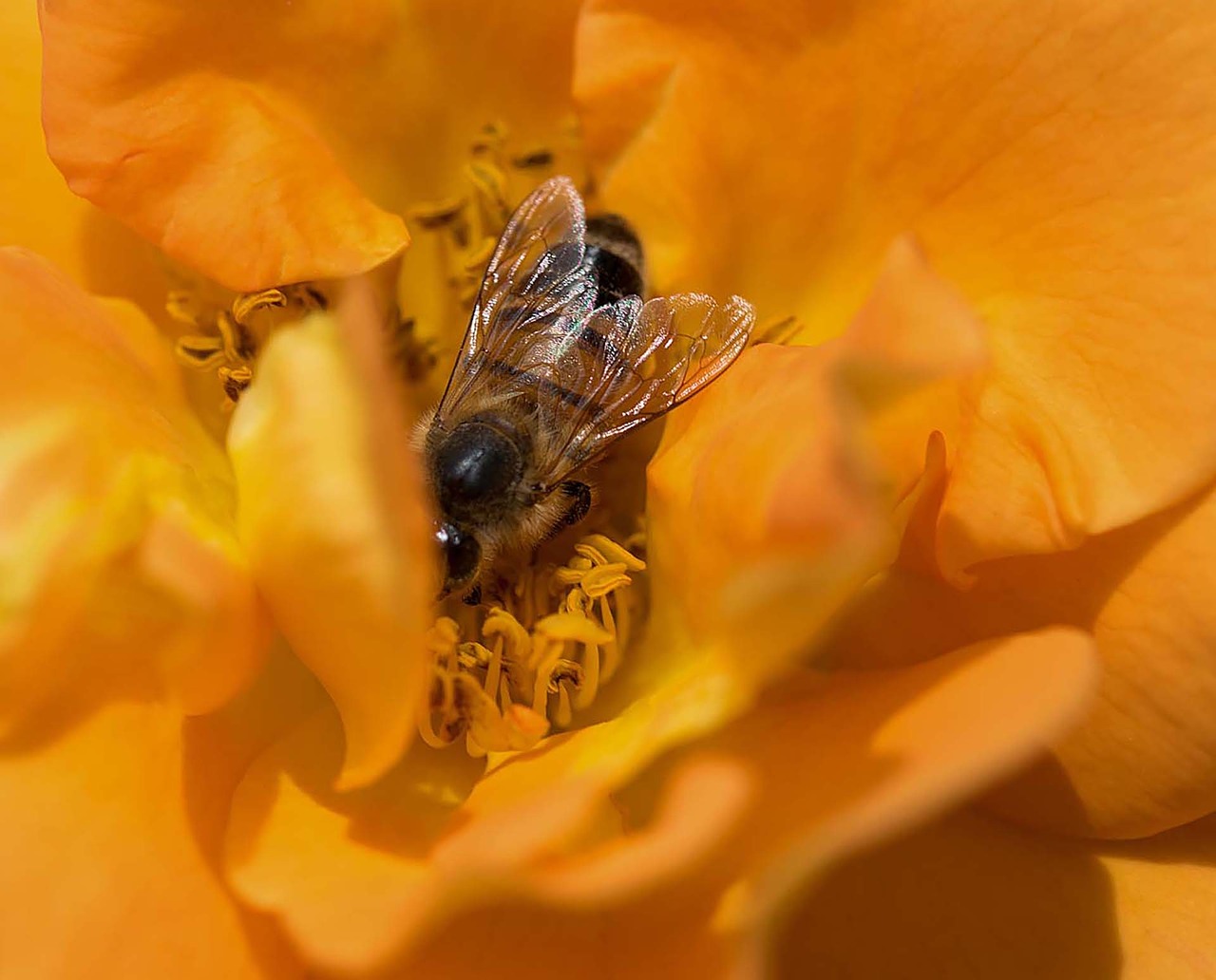 bee flower macro free photo