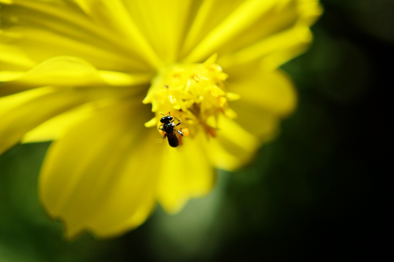 bee flower yellow flower free photo