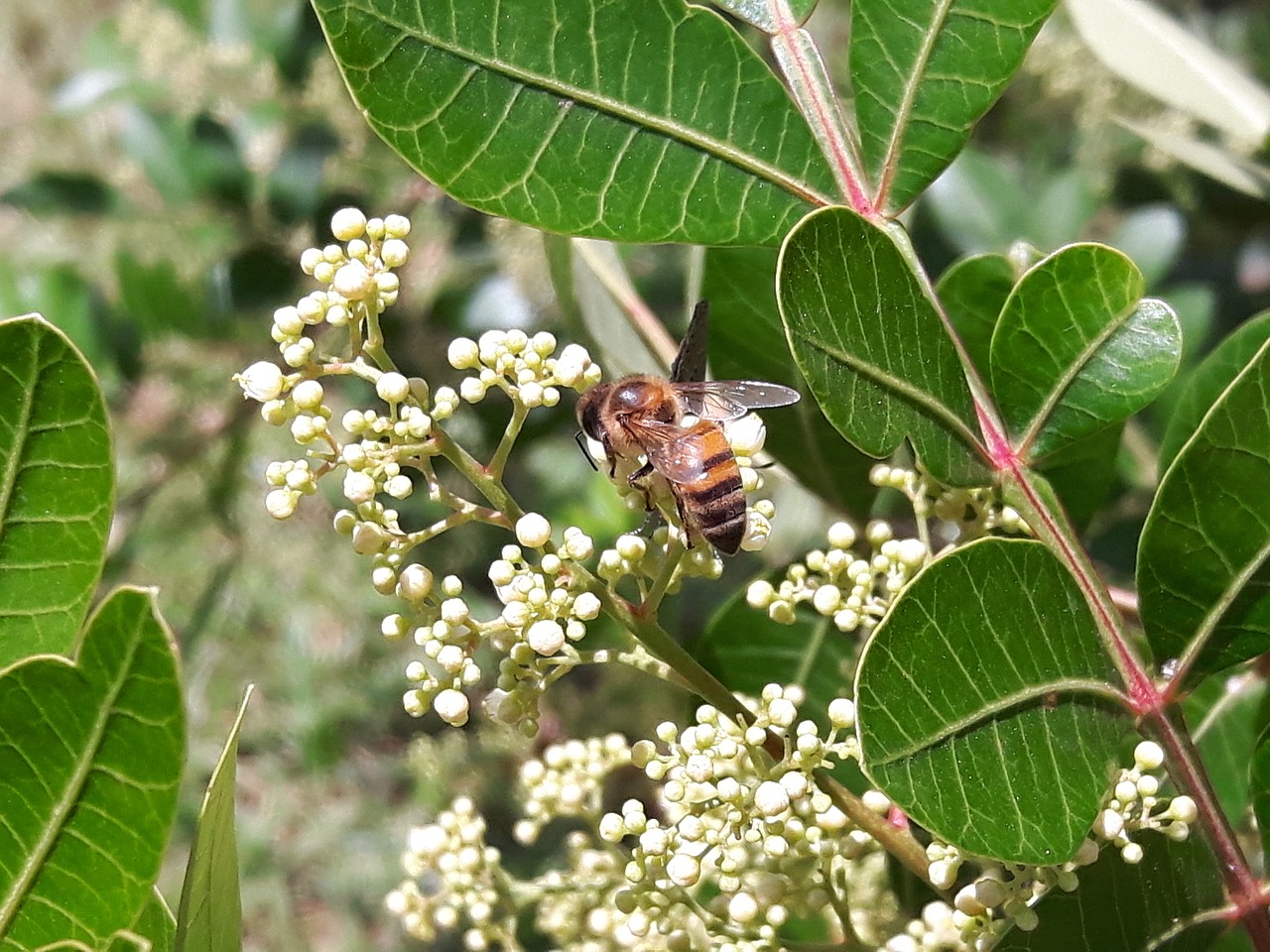 bee bees drone free photo