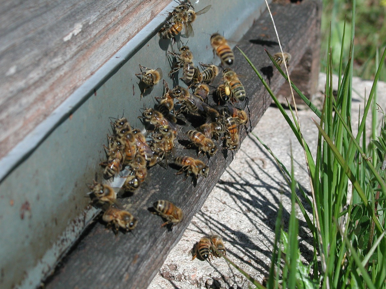 bee hive nature free photo