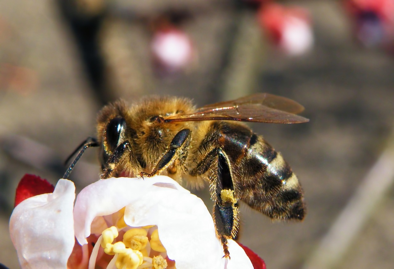 bee insect blossom free photo