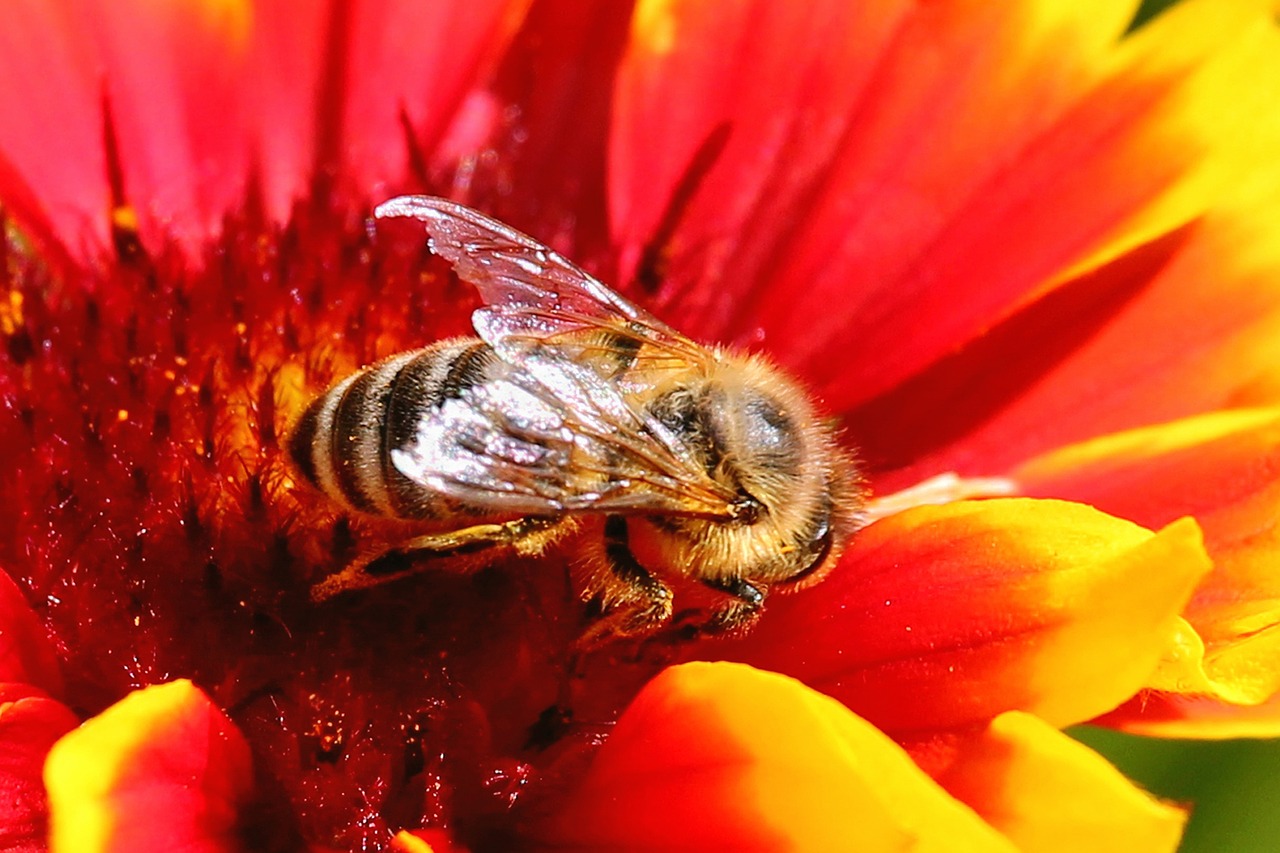 bee insect blossom free photo