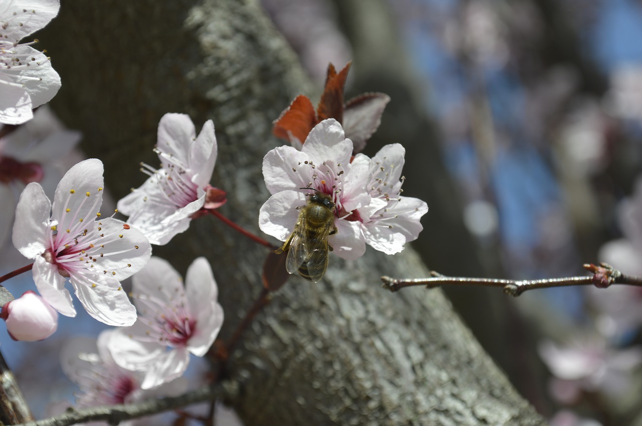 bee pollen pollination free photo