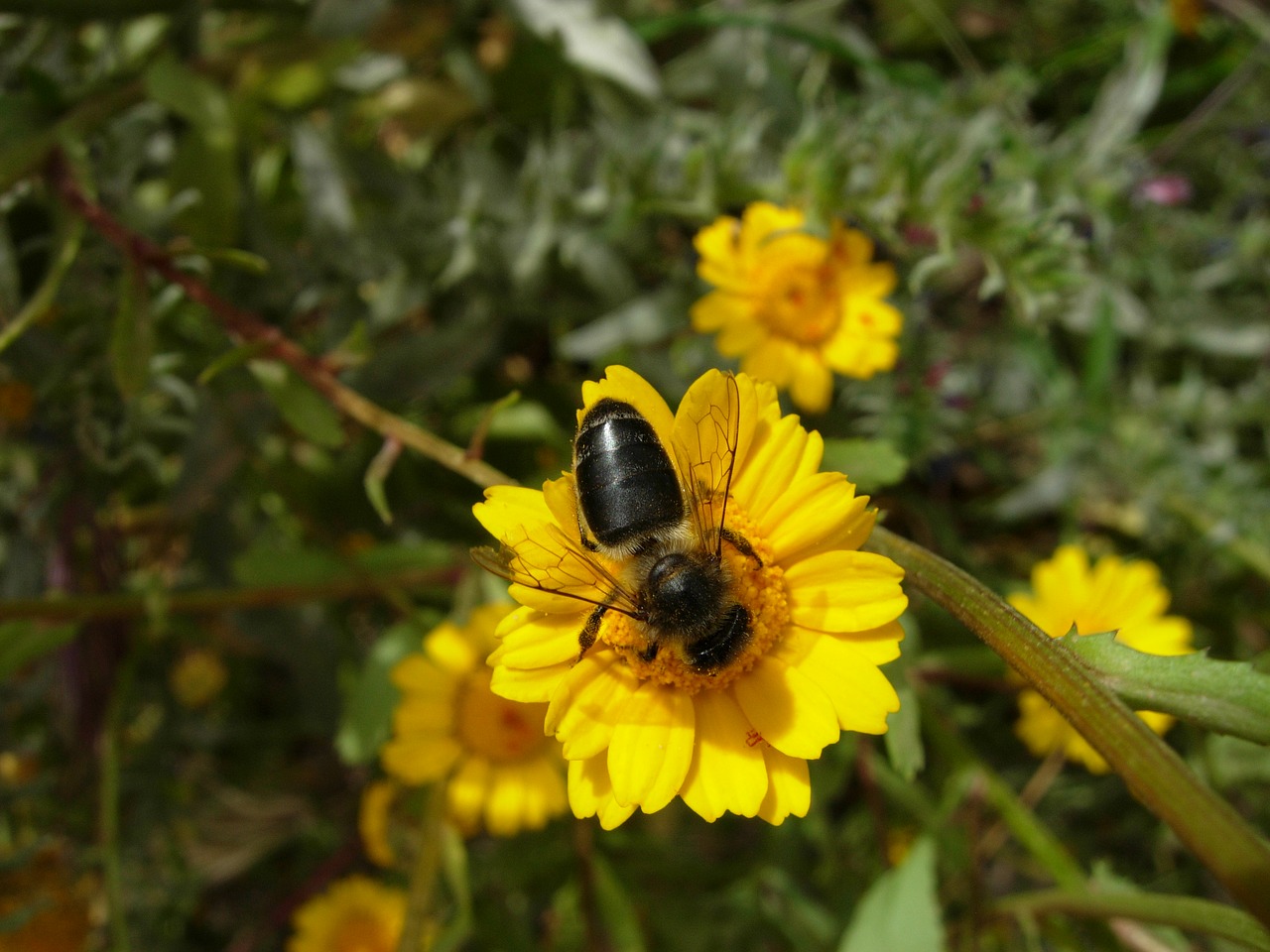 bee flowers forage free photo